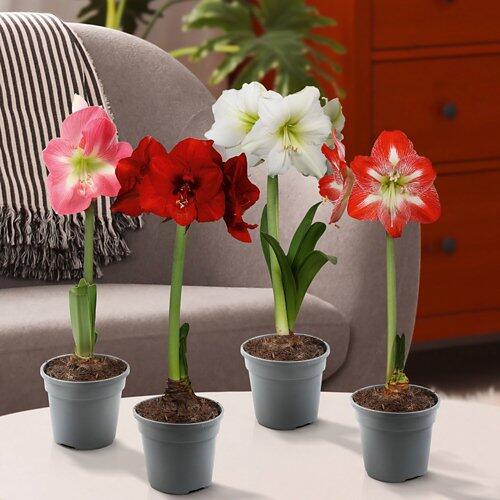 Amaryllis