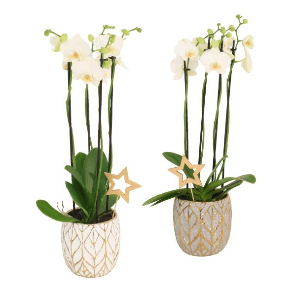 Orchidée