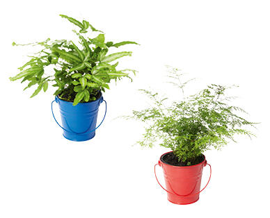 Fern Planter