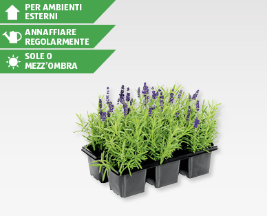 Lavanda Angustifolia