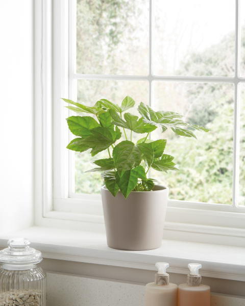 House Plant In Ceramic 13cm
