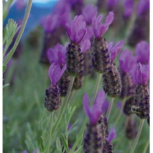 Lavanda italiana