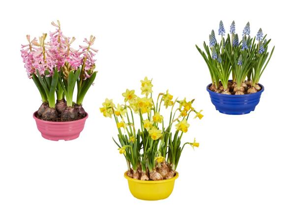 Blomstrende løgplanter
