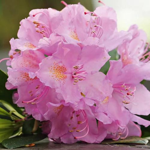 Rhododendronbusch*