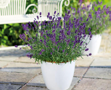 Lavendel