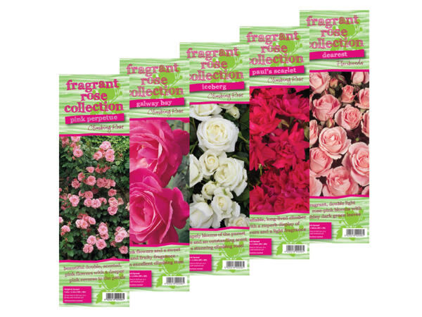 Bare Root Fragrant Rose Bushes