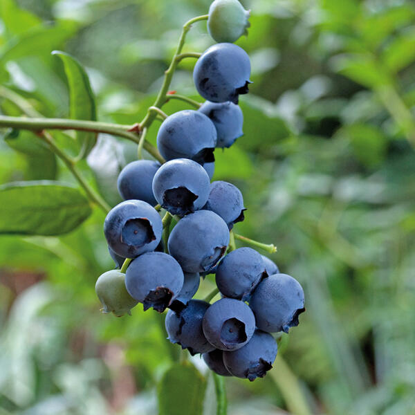 Natur-Heidelbeeren