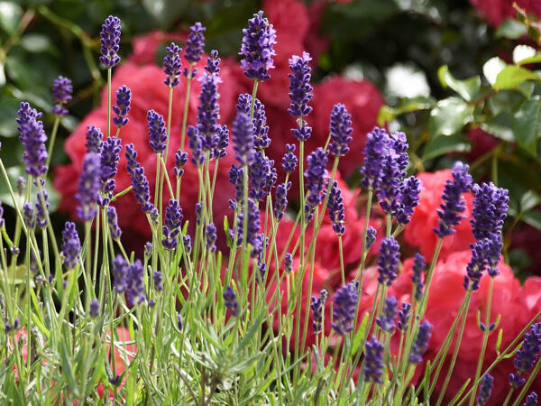 Lavendel stoechas