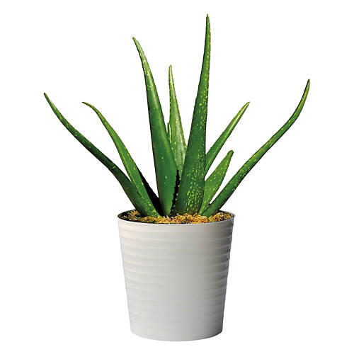 10" Aloe Vera Plant