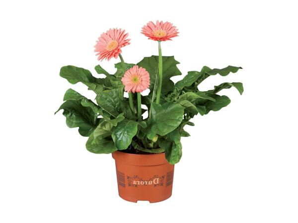 In & Outdoor Gerbera