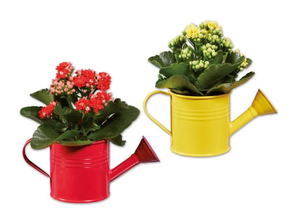 Kalanchoe in Gießkanne