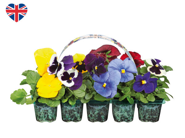 British Bedding Plants