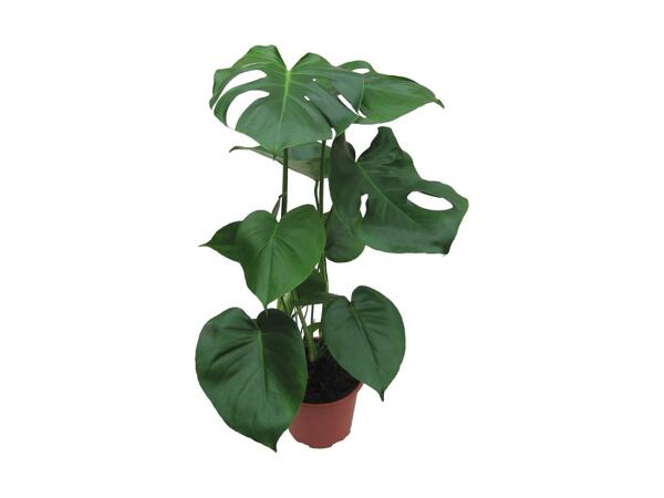 Stor monstera