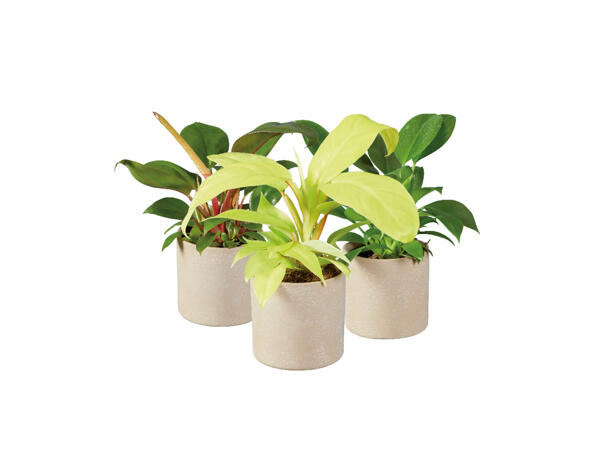 Filodendron
