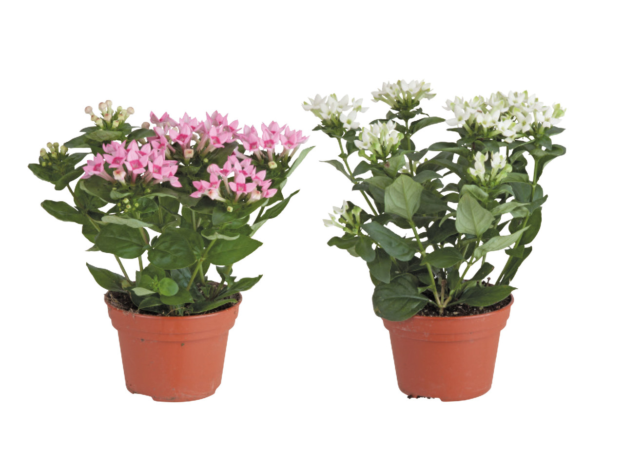 BOUVARDIA