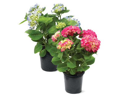 8" Hydrangea