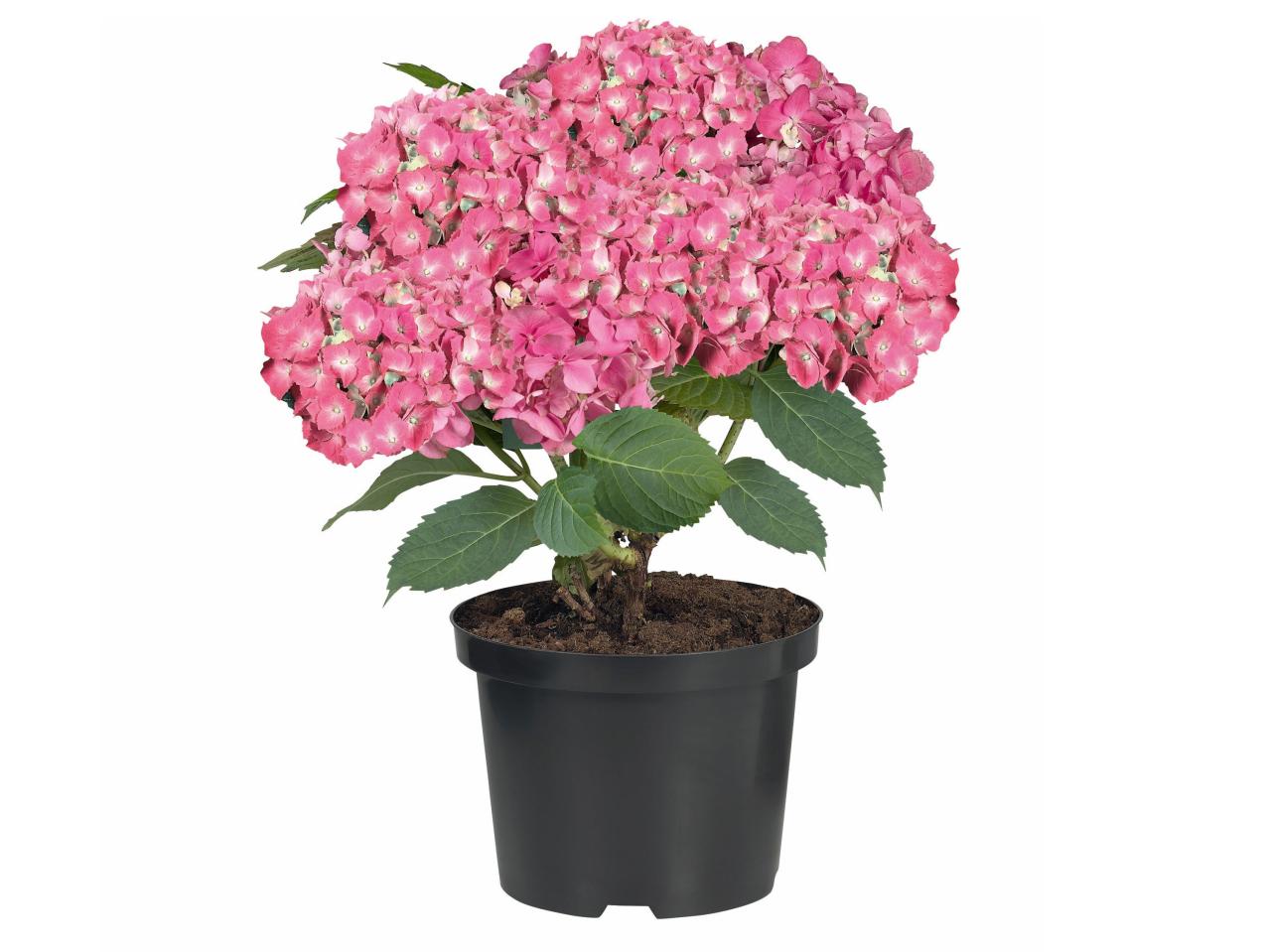 Tuinhortensia