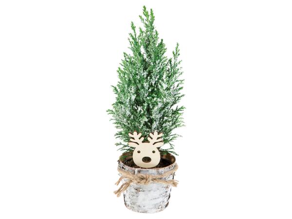 Conifers with Decoration