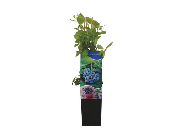 Blåbærplante