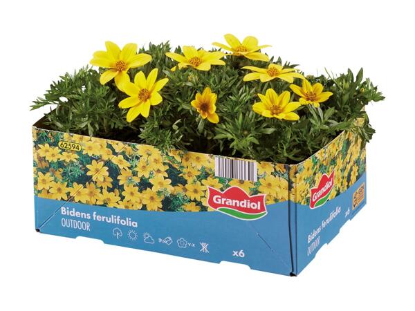 Bedplanter
