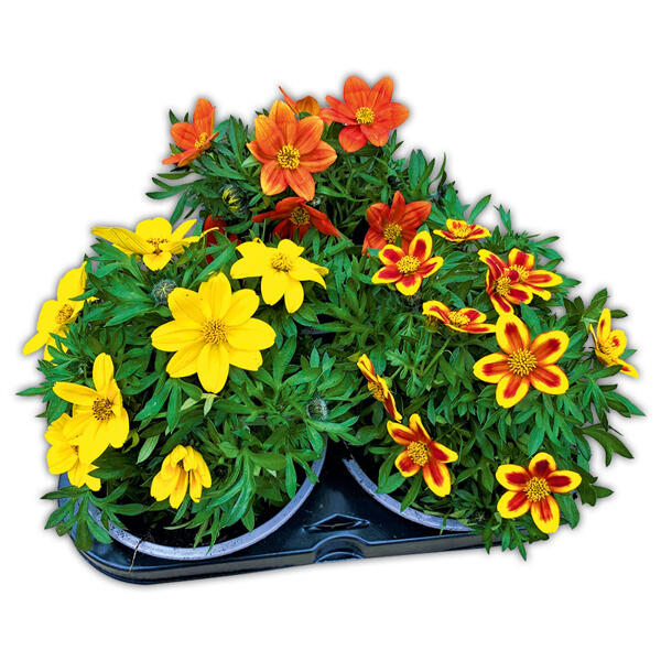 Bidens