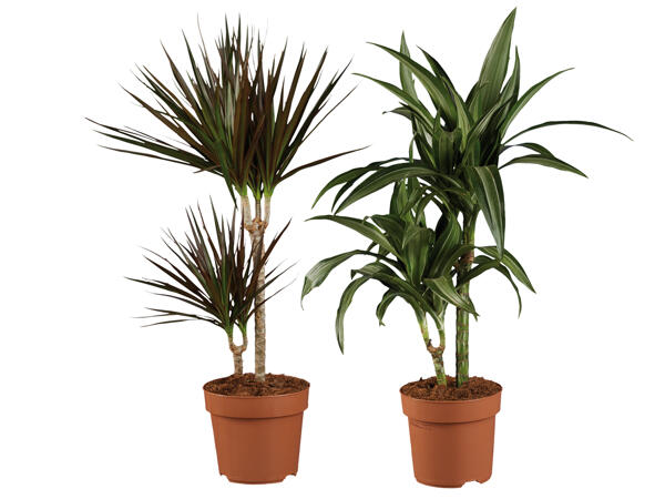 Dracaena