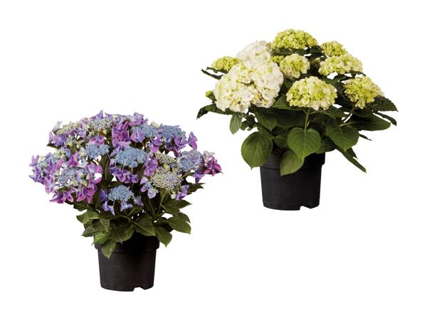 Havehortensia