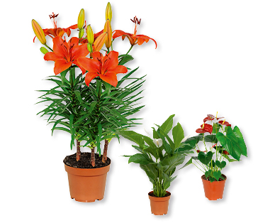 Mix de plantes en fleur