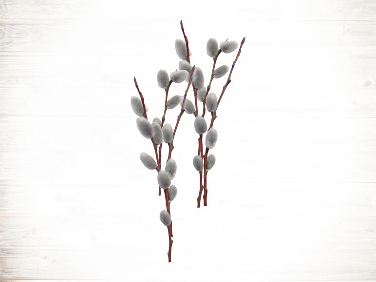 Chatons de saule (dès 22.2.)