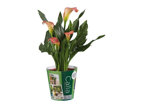 Calla Lilies