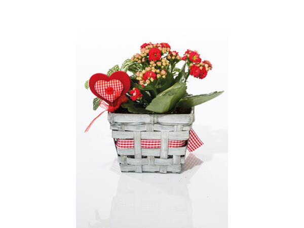 Floral Compositions