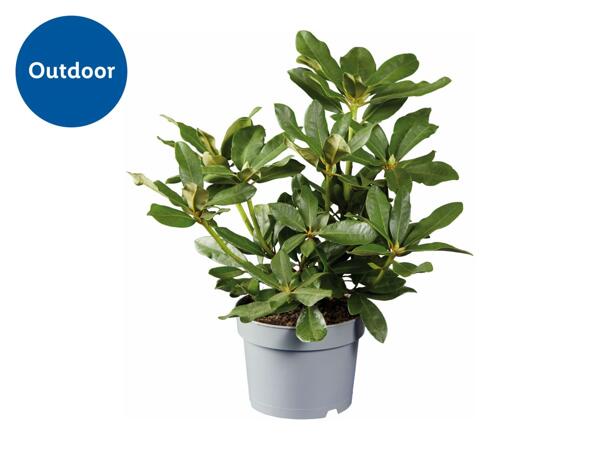 Rhododendron