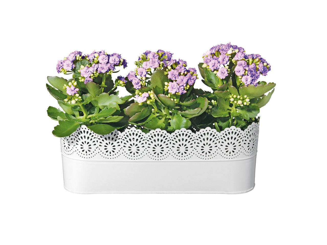 FLORABEST(R) Urtepotteskjuler