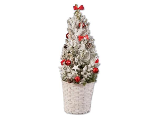 Weihnachtlich dekorierte Zuckerhutfichte