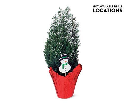 Mini Holiday Cypress Tree