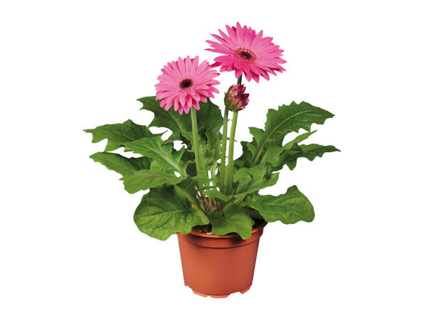 Gerbera