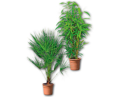 Palme/Bambus