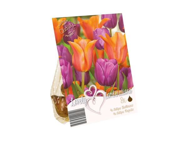 Premium Tulip Bulbs (Cool Mix)