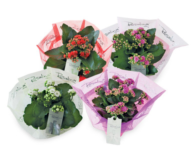 Kalanchoe Gift Plant