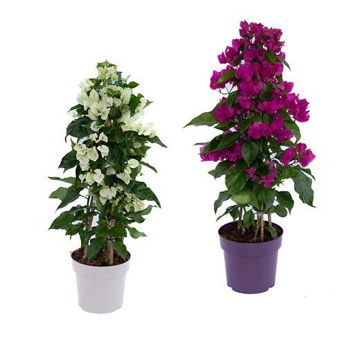 GARDENLINE Bougainvillea a forma piramidale