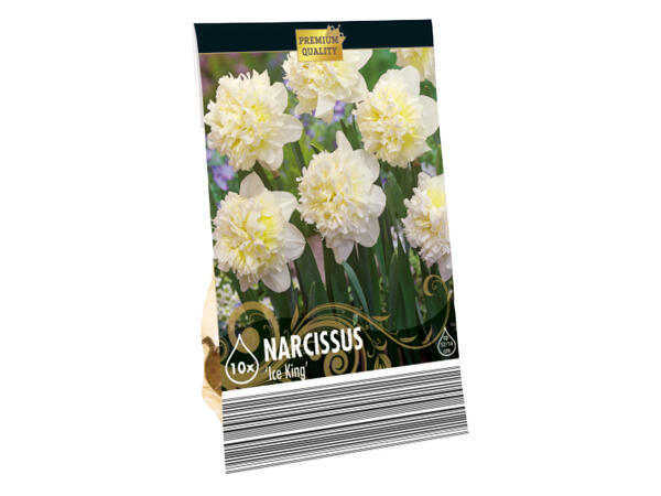 Premium Bulbs