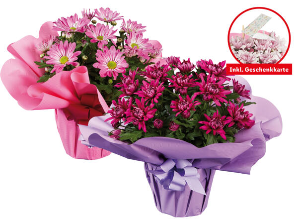 Chrysantheme "Elle Fleur" in Muttertagsverpackung