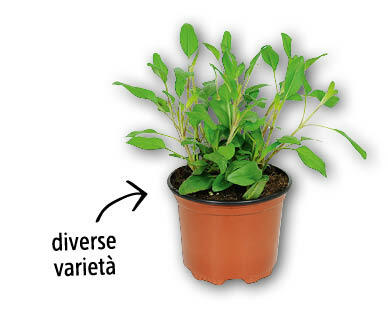 Pianta perenne decorativa
