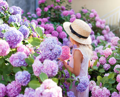 Gartenhortensie