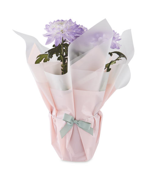 Bloom Chrysanthemum Gift
