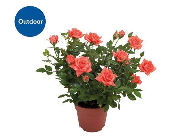 Mini Rose