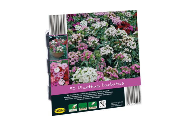 Mini-Treibhaus