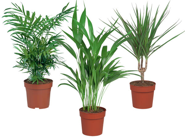 Palme