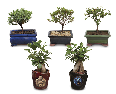 Bonsai