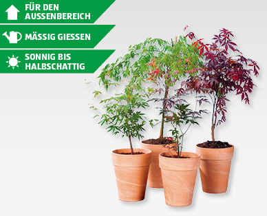 GARDENLINE(R) Ahorn-Strauch